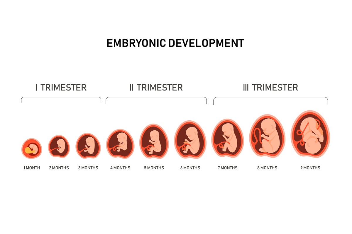 embryon 4 semaines de grossesse